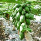 6 PCS Seeds Guangxi Green Skin White Inside Giant Papaya Fruit 6 PCS Seeds Guangxi Green Skin White Inside Giant Papaya Fruit