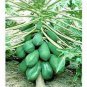 6 PCS Seeds Guangxi Green Skin White Inside Giant Papaya Fruit