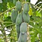 6 PCS Seeds Guangxi Green Skin White Inside Giant Papaya Fruit