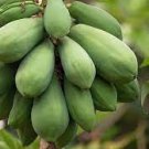 6 PCS Seeds Guangxin Dark Green Skin Red Inside Papaya Fruits
