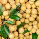 5 PCS Seeds Guanzhou Longan Fruit 5 PCS Seeds Guanzhou Longan Fruit