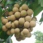 5 PCS Seeds Guanzhou Longan Fruit