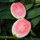 100 PCS Seeds Guava