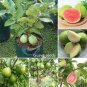 100 PCS Seeds Guava
