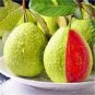 100 PCS Seeds Guava