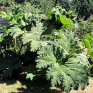 7 PCS Seeds Gunnera Manicata