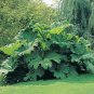 7 PCS Seeds Gunnera Manicata