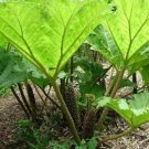 50 PCS Seeds Gunnera Manicata Bonsai Also Called Giant Rhubarb Bonsa