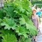 50 PCS Seeds Gunnera Manicata Bonsai Also Called Giant Rhubarb Bonsa