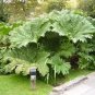 50 PCS Seeds Gunnera Manicata Bonsai Also Called Giant Rhubarb Bonsa