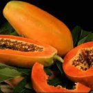 6 PCS Seeds Hainan Red Papaya Green Skin Fruit 6 PCS Seeds Hainan Red Papaya Green Skin Fruit