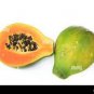6 PCS Seeds Hainan Yellow Skin Yellow Inside Papaya Fruits