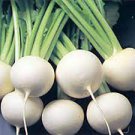 200 PCS Seeds Hakurei F1 Turnip 200 PCS Seeds Hakurei F1 Turnip