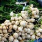 200 PCS Seeds Hakurei F1 Turnip