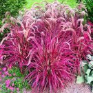 200 PCS Seeds Half-Hardy Perennial Fountain Grass Pennisetum Setaceum Fireworks Bonsai 200 PCS Seeds Half-Hardy Perennial Fountain Grass Pennisetum Setaceum Fireworks Bonsai