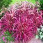 200 PCS Seeds Half-Hardy Perennial Fountain Grass Pennisetum Setaceum Fireworks Bonsai