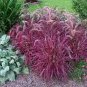 200 PCS Seeds Half-Hardy Perennial Fountain Grass Pennisetum Setaceum Fireworks Bonsai
