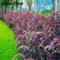 200 PCS Seeds Half-Hardy Perennial Fountain Grass Pennisetum Setaceum Fireworks Bonsai