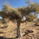 100 PCS Seeds Haloxylon Ammodendron Tree Semente Plant Desert Tree Haloxylon