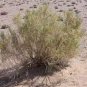 100 PCS Seeds Haloxylon Ammodendron Tree Semente Plant Desert Tree Haloxylon
