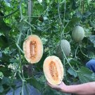 8 PCS Seeds Hami Melon Sweet Honey-Dew Melon