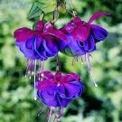 100 PCS Seeds Hanging Bonsai Fuchsia Perennial Flowers