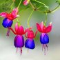 100 PCS Seeds Hanging Bonsai Fuchsia Perennial Flowers