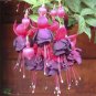 100 PCS Seeds Hanging Bonsai Fuchsia Perennial Flowers