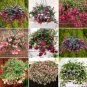 100 PCS Seeds Hanging Bonsai Fuchsia Perennial Flowers