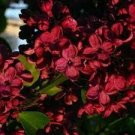 10 PCS Seeds Hanging Geranium Purely Deep Red Perennial Bonsai Flowers 10 PCS Seeds Hanging Geranium Purely Deep Red Perennial Bonsai Flowers