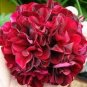 10 PCS Seeds Hanging Geranium Purely Deep Red Perennial Bonsai Flowers