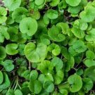 100 PCS Seeds Hanging Green Creeping Dichondra Ornamental Leaves Plant 100 PCS Seeds Hanging Green Creeping Dichondra Ornamental Leaves Plant