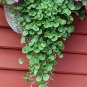 100 PCS Seeds Hanging Green Creeping Dichondra Ornamental Leaves Plant