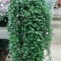 100 PCS Seeds Hanging Green Creeping Dichondra Ornamental Leaves Plant