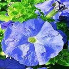 200 PCS Seeds Hanging Petunia Bonsai Flower Blue
