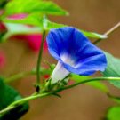 200 PCS Seeds Hanging Petunia Bonsai Flower Blue Morning Glory Bonsai