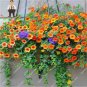 200 PCS Seeds Hanging Petunia Bonsai Flower Blue Morning Glory Bonsai