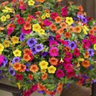 100 PCS Seeds Hanging Petunia Flores Melissa Original Flower