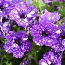 200 PCS Seeds Hanging Petunia Flower Seeds Dark Blue Color 200 PCS Seeds Hanging Petunia Flower Seeds Dark Blue Color