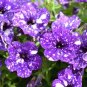 200 PCS Seeds Hanging Petunia Flower Seeds Dark Blue Color