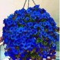 200 PCS Seeds Hanging Petunia Flower Seeds Dark Blue Color