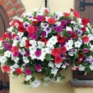 200 PCS Seeds Hanging Petunia Mixed 200 PCS Seeds Hanging Petunia Mixed