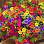 200 PCS Seeds Hanging Giant Red Strawberry FruitsHanging Petunia