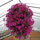 100 PCS Seeds Hanging Petunia Plantas Melissa Original Flower Flores