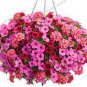 100 PCS Seeds Hanging Petunia Plantas Melissa Original Flower Flores