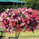 300 PCS Seeds Hanging Petunia Seeds Fire Red Big Flowers 300 PCS Seeds Hanging Petunia Seeds Fire Red Big Flowers