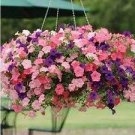 100 PCS Seeds Hanging Petunia Seeds Mixed Coloful Flowers 100 PCS Seeds Hanging Petunia Seeds Mixed Coloful Flowers