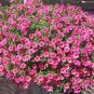 100 PCS Seeds Hanging Petunia Seeds Mixed Coloful Flowers