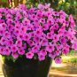 100 PCS Seeds Hanging Petunia Seeds Mixed Coloful Flowers