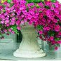 100 PCS Seeds Hanging Petunia Seeds Mixed Coloful Flowers